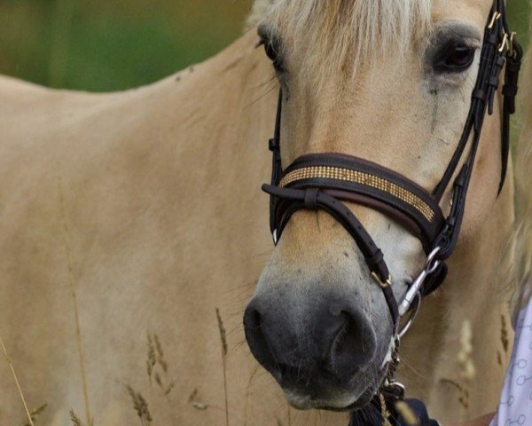 horse Vikkelsøe’s Krystal (Fjord Horse, 2004, from Fjordens Marcus)