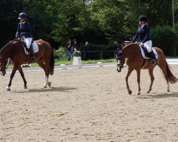 Reitturnier Heddesheim 2024