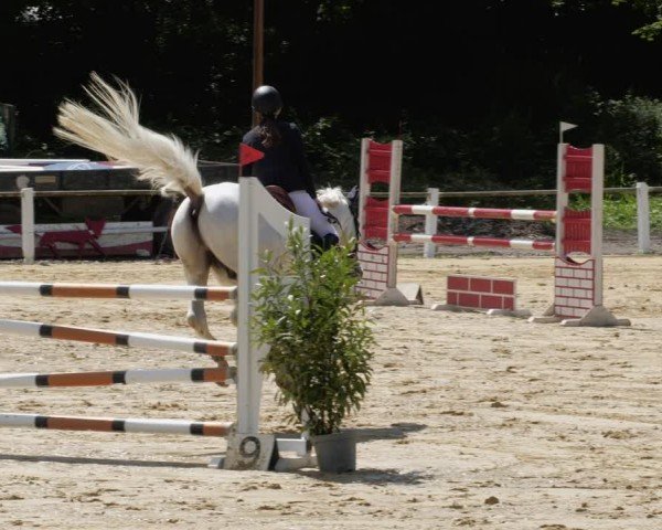 Reitturnier Heddesheim 2024