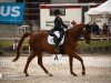 dressage horse Tiberius II (Trakehner, 2012, from Laurel)