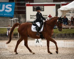 dressage horse Tiberius II (Trakehner, 2012, from Laurel)