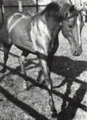 horse Valentino xx (Thoroughbred, 1950, from Nuvolari xx)