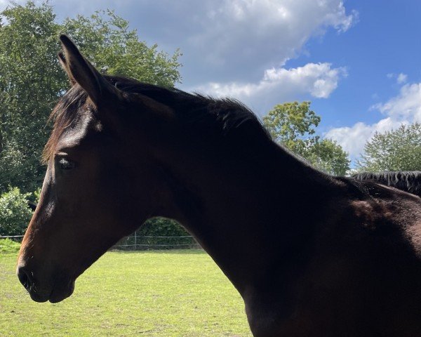 dressage horse Sir Sky (Hanoverian, 2023, from Skyline To B)