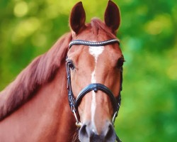 horse Neria L (Danish Warmblood, 2016, from Negro)