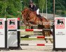 Springpferd Quaquet de Thurin (Selle Français, 2004, von Helios de la Cour II)