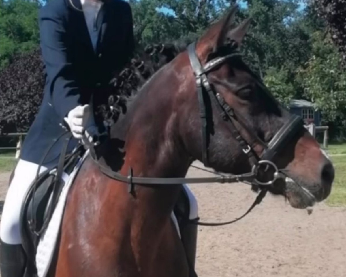 jumper Pico 227 (Pony without race description, 2006)