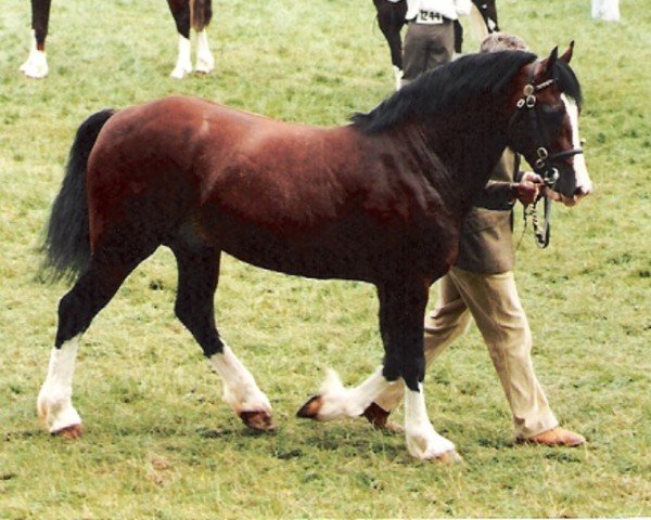 stallion Crugybar Mabon Mai (Welsh-Cob (Sek. D), 1990, from Derwen Desert Express)