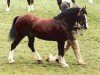 stallion Crugybar Mabon Mai (Welsh-Cob (Sek. D), 1990, from Derwen Desert Express)