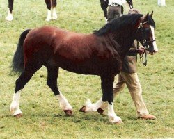 Deckhengst Crugybar Mabon Mai (Welsh-Cob (Sek. D), 1990, von Derwen Desert Express)