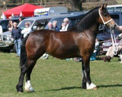 Zuchtstute Willgar Megan Mai (Welsh-Cob (Sek. D), 2007, von Crugybar Mabon Mai)