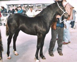 Pferd Iouar Violet (Welsh-Cob (Sek. D), 2005, von Derwen Desert Express)