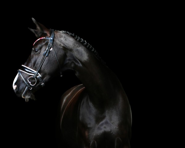 dressage horse Goldmarie 61 (Westphalian, 2015, from Goldberg 15)