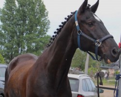 Springpferd Duke of Oz (Trakehner, 2011, von Abendtanz)