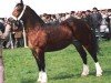 broodmare Thorndonpark Pride (Welsh-Cob (Sek. D), 1988, from Nebo Prince)