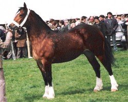 broodmare Thorndonpark Pride (Welsh-Cob (Sek. D), 1988, from Nebo Prince)