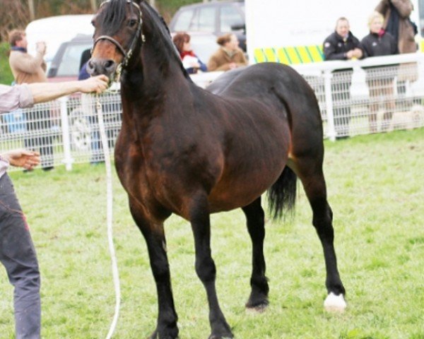 stallion Thorndonpark Harry (Welsh-Cob (Sek. D), 1995, from Trevallion Harry)