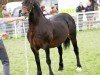 stallion Thorndonpark Harry (Welsh-Cob (Sek. D), 1995, from Trevallion Harry)