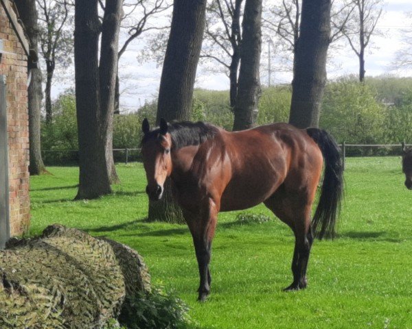 dressage horse Lacoste B (Westphalian, 2005, from Lacordos)