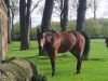 dressage horse Lacoste B (Westphalian, 2005, from Lacordos)