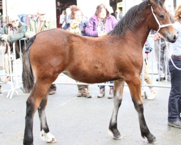 Pferd Cascob Lively Lady (Welsh-Cob (Sek. D), 2013, von Thorndonpark Harry)