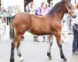 horse Cascob Lively Lady (Welsh-Cob (Sek. D), 2013, from Thorndonpark Harry)