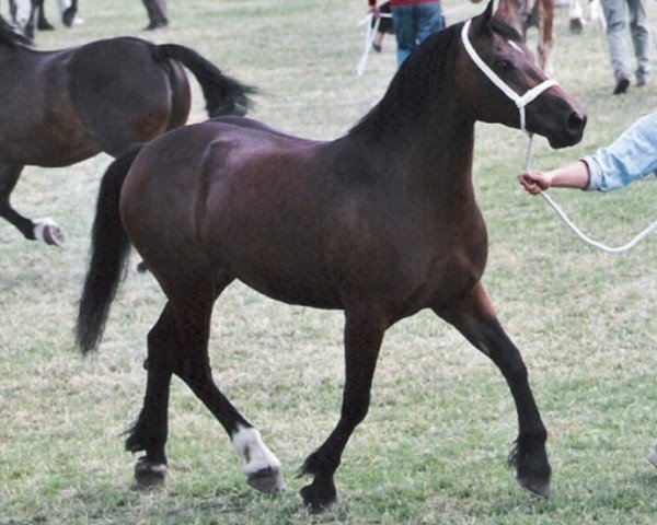 horse Cascob Valient Lady (Welsh-Cob (Sek. D), 2000, from Trevallion Valentino)