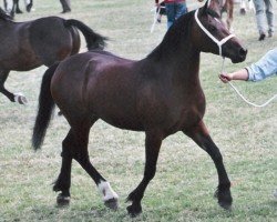 Pferd Cascob Valient Lady (Welsh-Cob (Sek. D), 2000, von Trevallion Valentino)