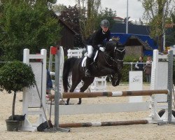 dressage horse D' Artagnan 9 (German Riding Pony, 2003, from Donauwind)