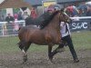 stallion Cathael Maximus (Welsh-Cob (Sek. D), 2003, from Trevallion Valentino)