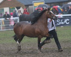 stallion Cathael Maximus (Welsh-Cob (Sek. D), 2003, from Trevallion Valentino)