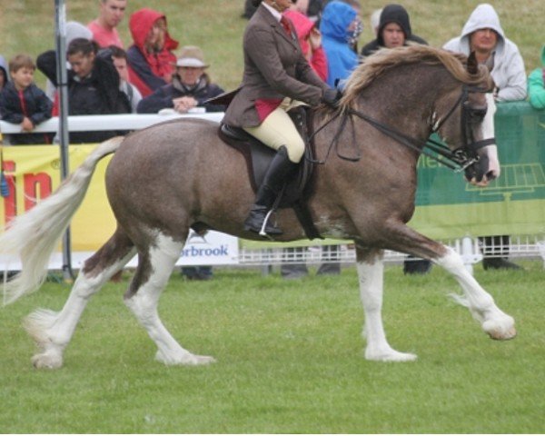 Pferd Cathael Hercules (Welsh-Cob (Sek. D), 2008, von Cathael Maximus)