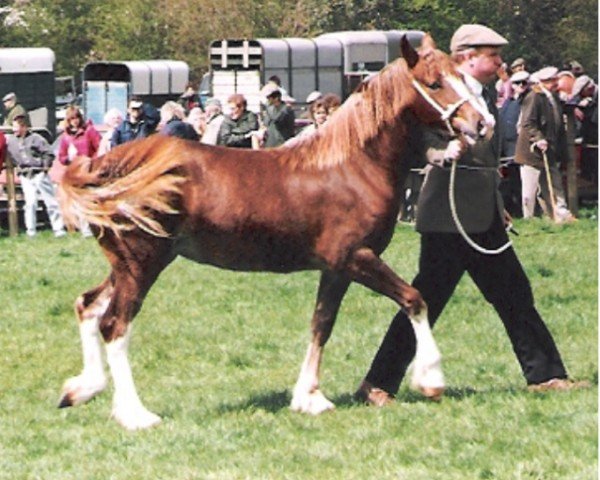 Zuchtstute Cathael Gay Relic (Welsh-Cob (Sek. D), 1990, von Samson Gay Relic)