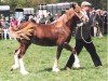 Zuchtstute Cathael Gay Relic (Welsh-Cob (Sek. D), 1990, von Samson Gay Relic)