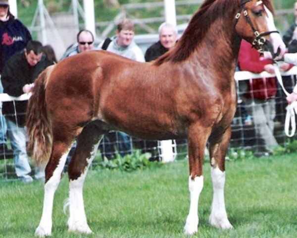 horse Nantymynydd Llew (Welsh-Cob (Sek. D), 2002, from Langarth Llewellyn)