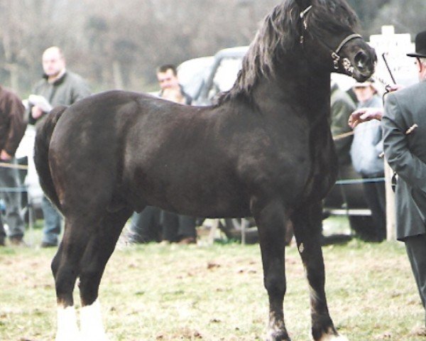 stallion Nantymynydd Jacpot (Welsh-Cob (Sek. D), 1999, from Tireinon High Noon)