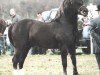 Deckhengst Nantymynydd Jacpot (Welsh-Cob (Sek. D), 1999, von Tireinon High Noon)