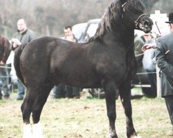 Deckhengst Nantymynydd Jacpot (Welsh-Cob (Sek. D), 1999, von Tireinon High Noon)