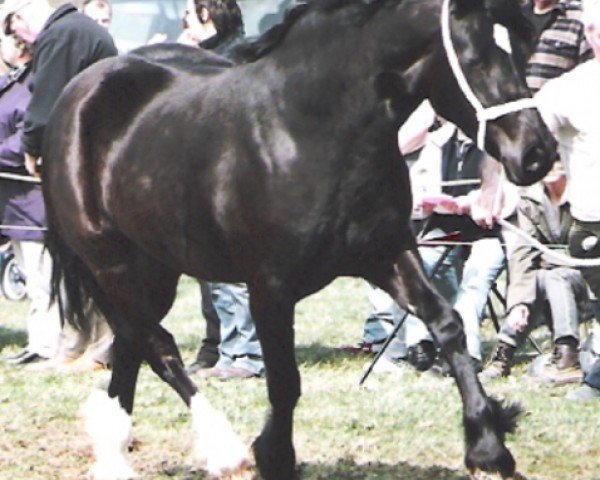 broodmare Rhosygarreg Dymuniad (Welsh-Cob (Sek. D), 2003, from Nantymynydd Jacpot)