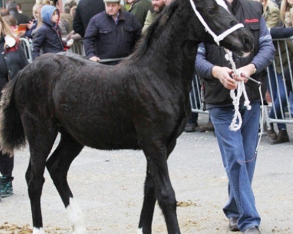 horse Rhosygarreg Davina (Welsh-Cob (Sek. D), 2015, from Cwmmeudwy Step-on)