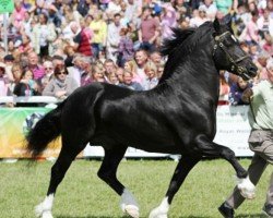 stallion Cwmmeudwy Step-on (Welsh-Cob (Sek. D), 2006, from Tireinon Step On)