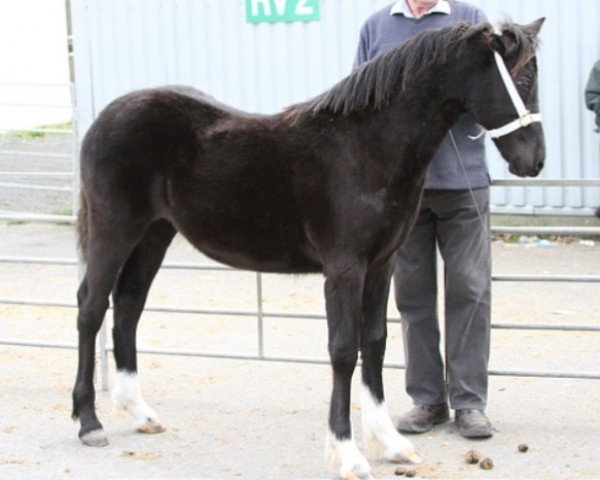 Pferd Aberhosan Sabrinna (Welsh-Cob (Sek. D), 2011, von Cwmmeudwy Step-on)