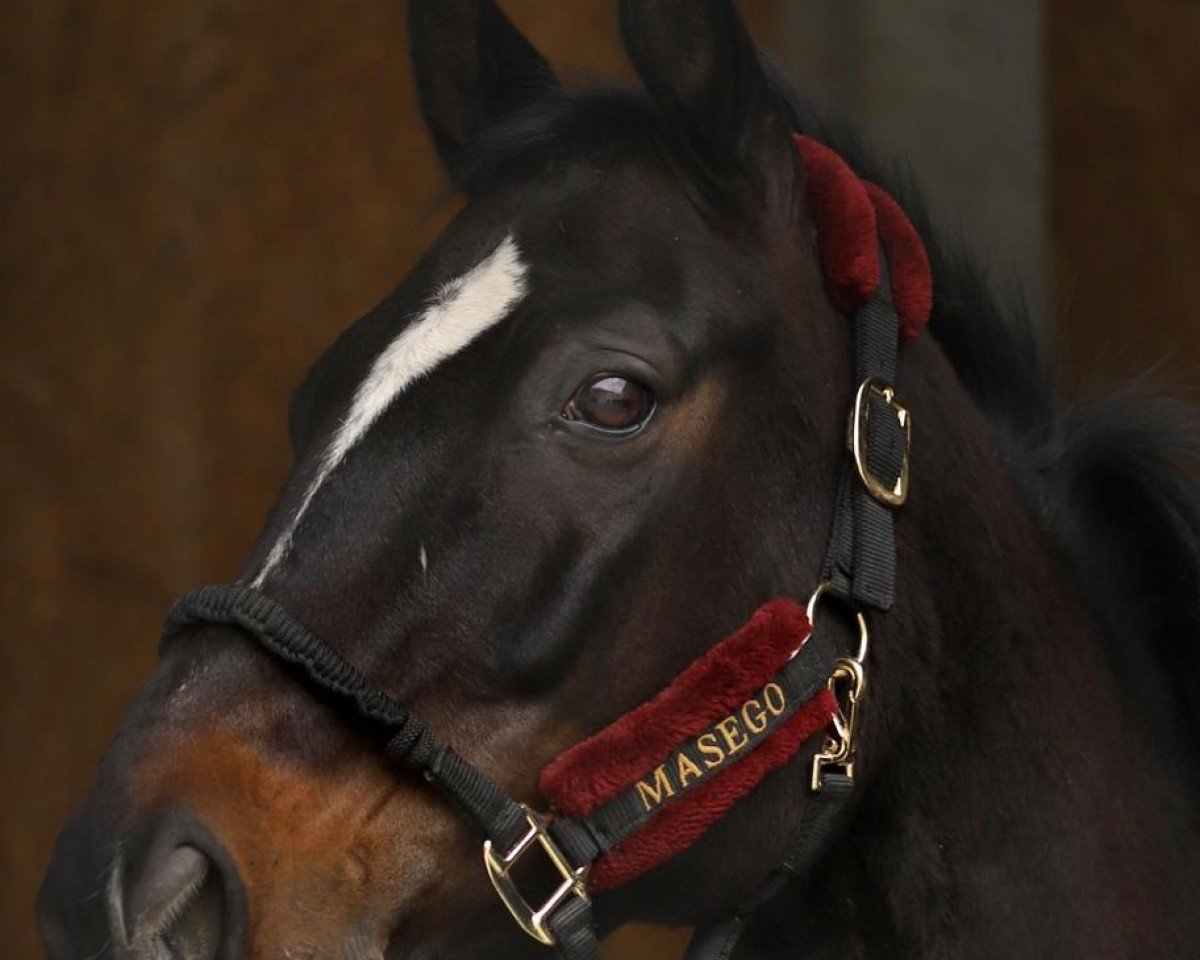 dressage horse Bucephalus H (Hanoverian, 2013, from Belissimo NRW)
