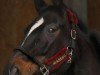 dressage horse Bucephalus H (Hanoverian, 2013, from Belissimo NRW)