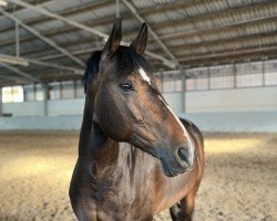 dressage horse Unique One (Oldenburg, 2013, from Commerze One)