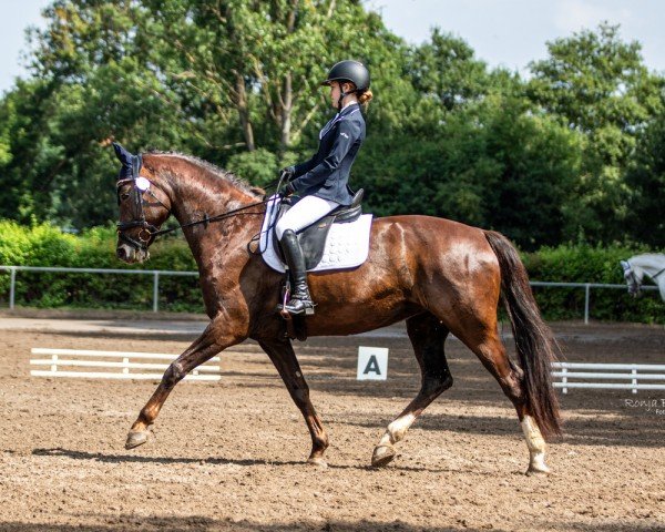 dressage horse Die Lotte (Oldenburg, 2013, from Don Frederic 3)