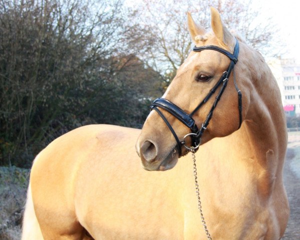 stallion Kuriosus (Hungarian Warmblood, 2007, from Koppány)