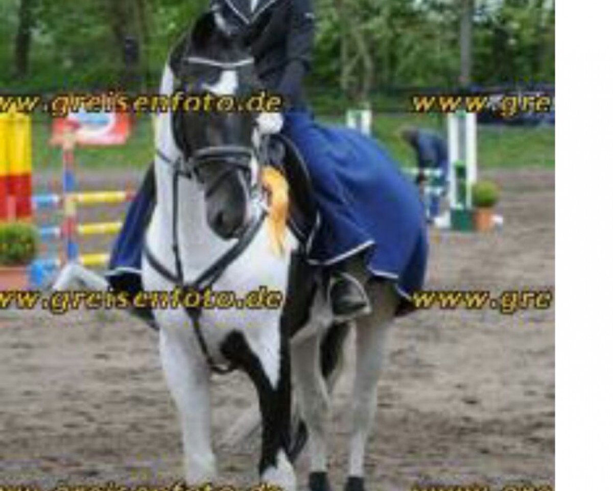 stallion Starlight 189 (Pinto / Small Riding Horse, 2001, from Sando Paso N)