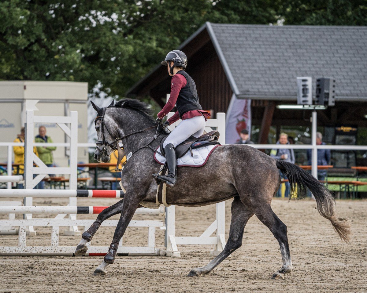 jumper Absolute Amazing O (Westphalian, 2018, from A La Carte NRW)