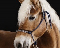 Pferd Best Of (Haflinger, 2018, von Basalt)