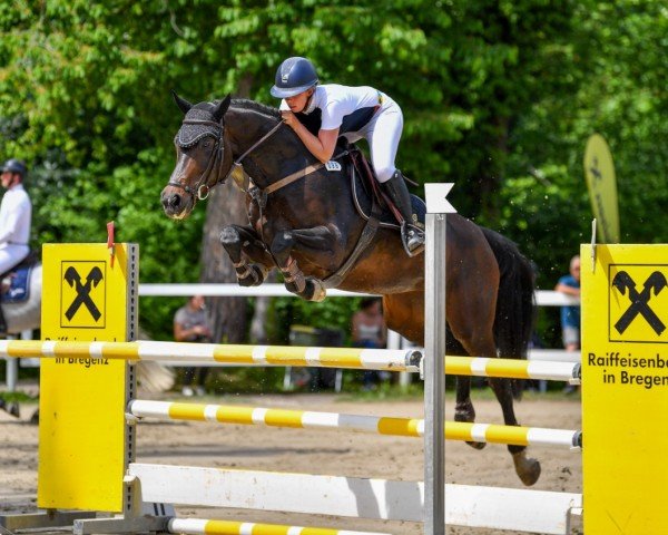 jumper Mocoucha (German Warmblood, 2016, from Maestro vd Donkhoeve)